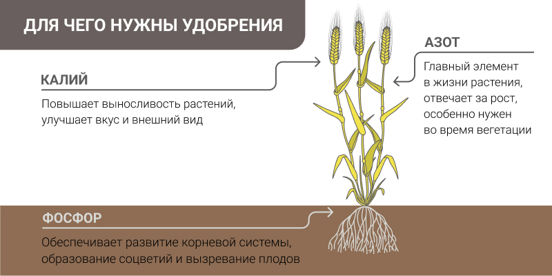 Какие удобрения вносить осенью в почву — ASM-AGRO